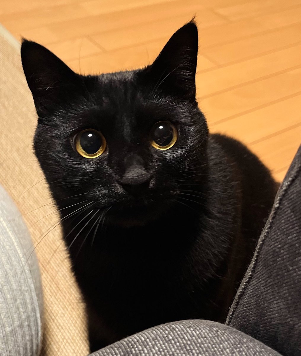 あそぼ。

#黒猫