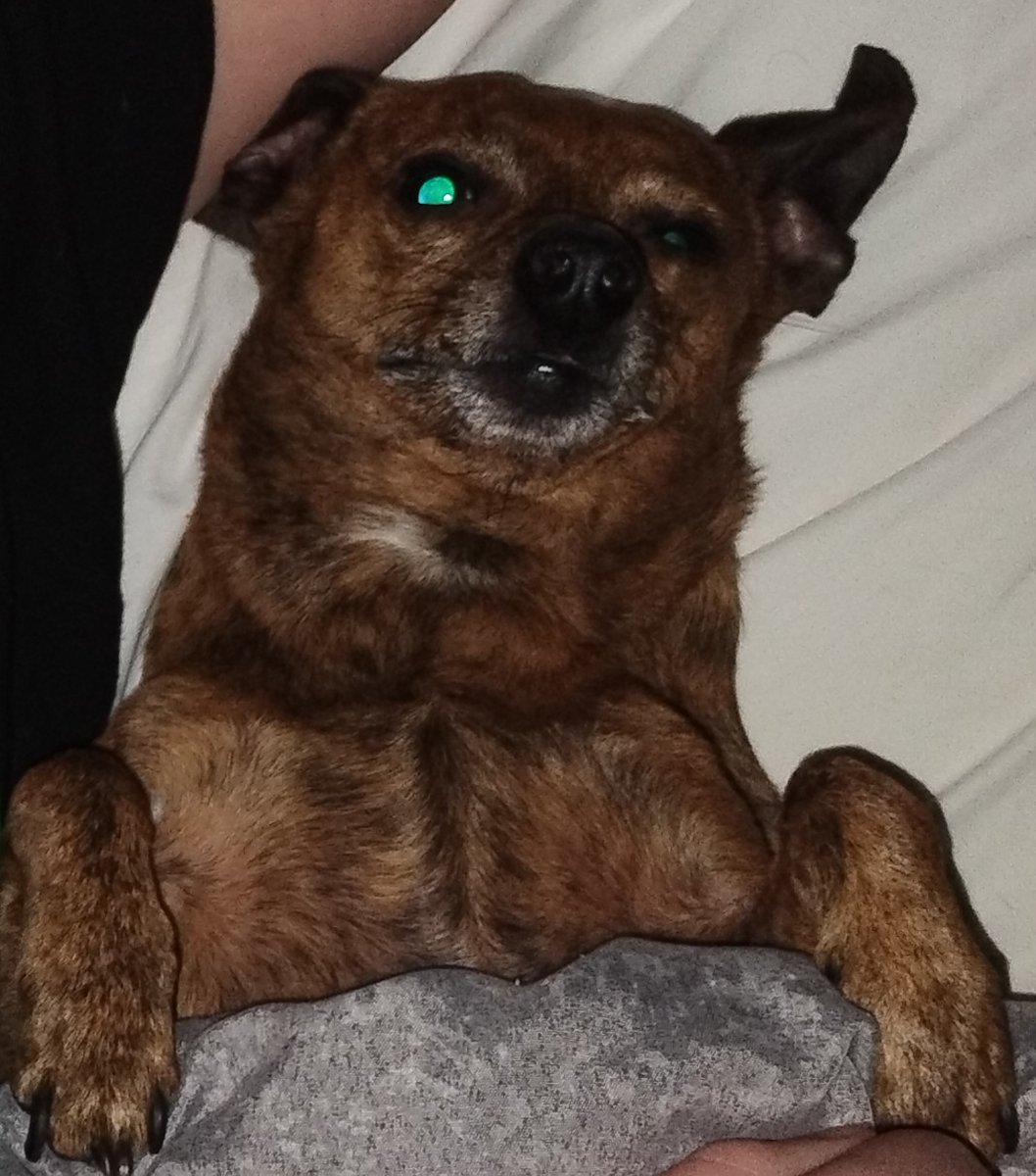 beppbops's tweet image. Here's a photo of my ugly ass little rat dog from about a year ago I just found in my files, he's about 9 years old. Love him even if he's chopped