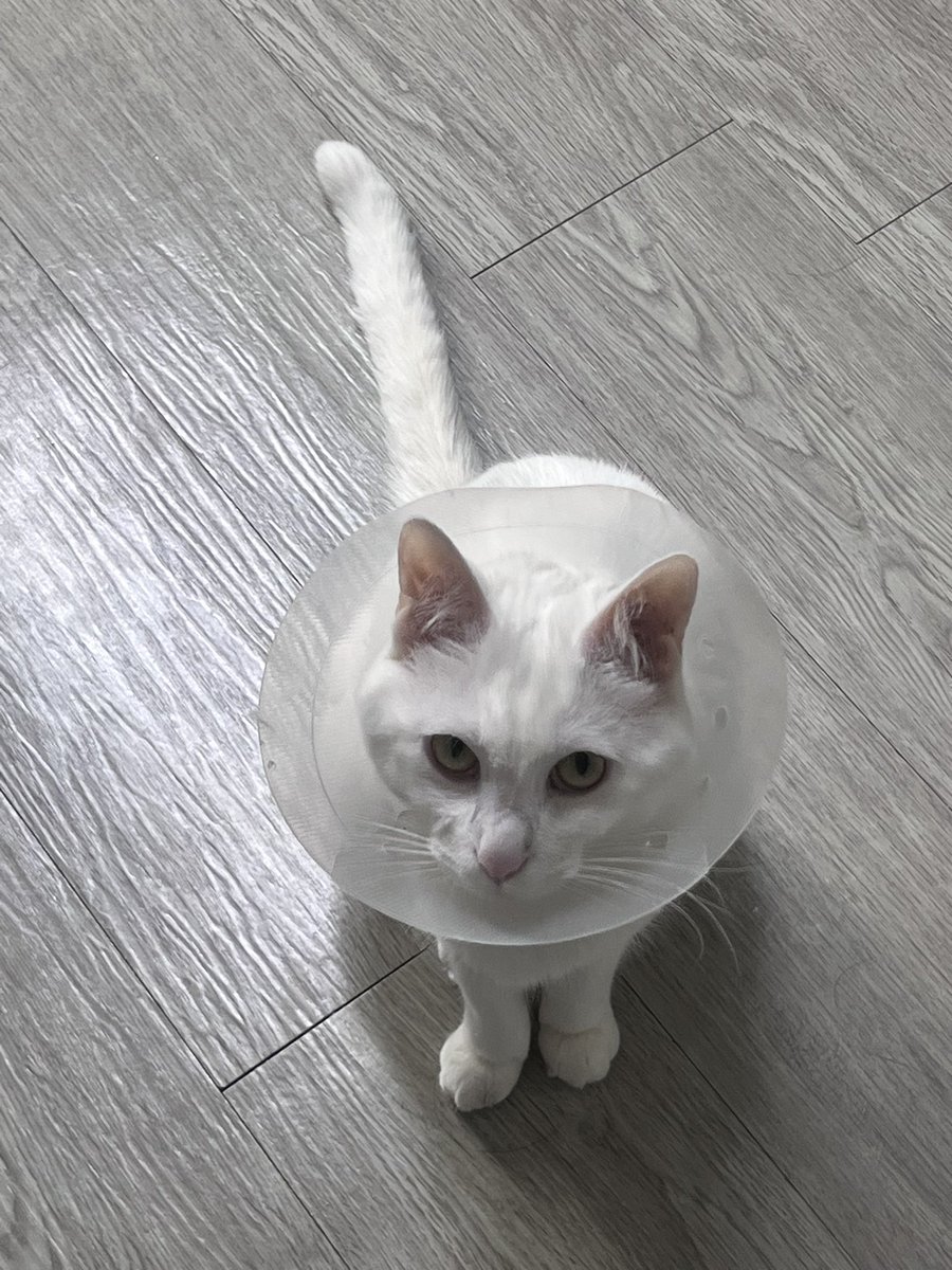 싸가지 레전드 와꾸…

하지만 귀엽죠?

(넥카라는 피부가 쮜금 아파서 씌웠고
지금은 밥잘먹고 똥잘싸고 잠잘자니 걱정노)