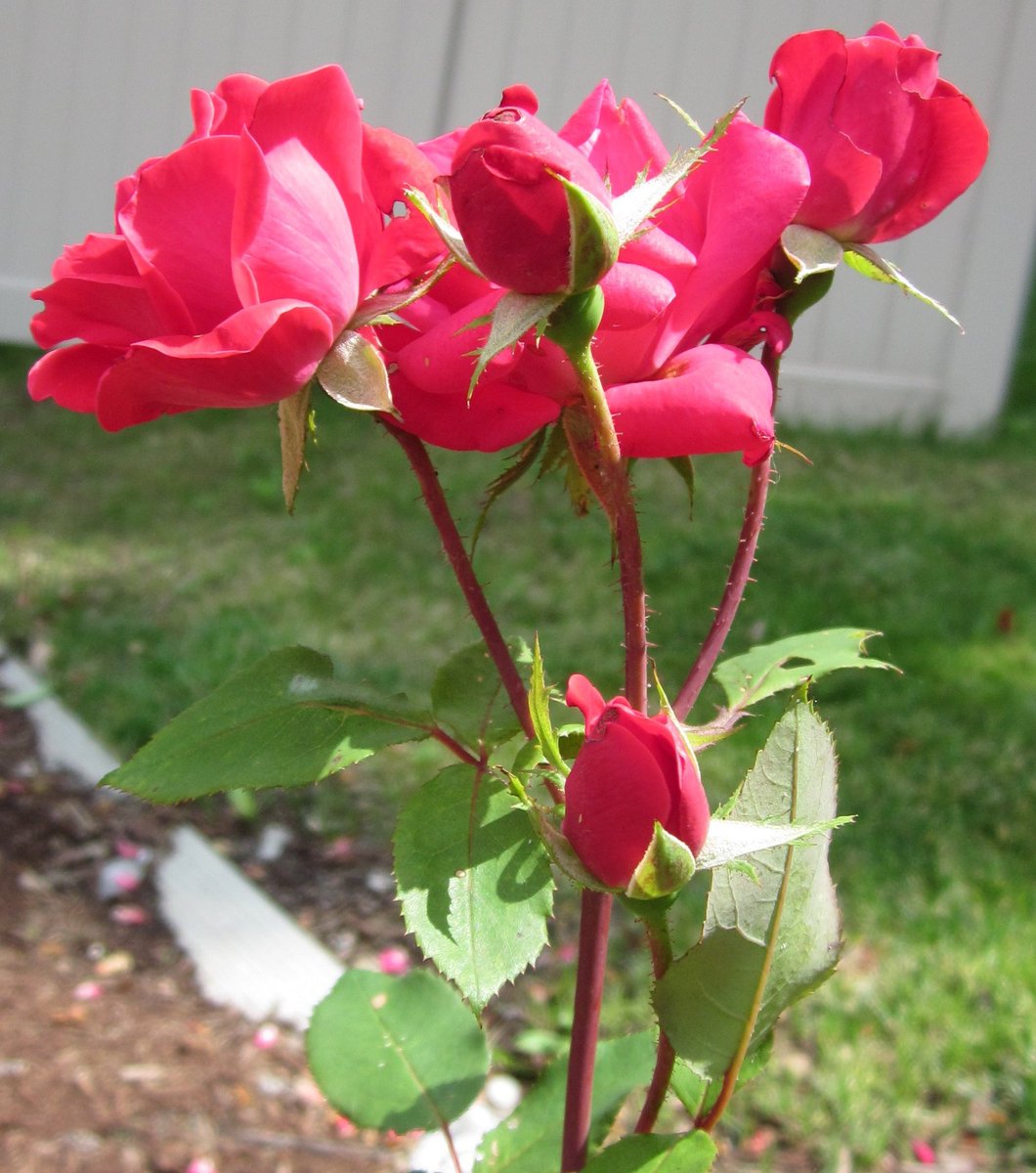 KathyAForsythe's tweet image. Sharing the beauty of different people and their good actions, everyday... Thank you for trying to make this world a better one! Enjoy your day, my friends! ๐ฅฐโค๏ธ๐นโ๏ธ#RoseWednesday