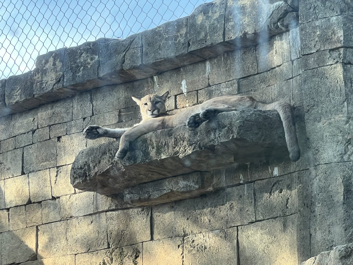 ausar_the's tweet image. Don’t think I’ve ever gotten these kinds of shots of the two before