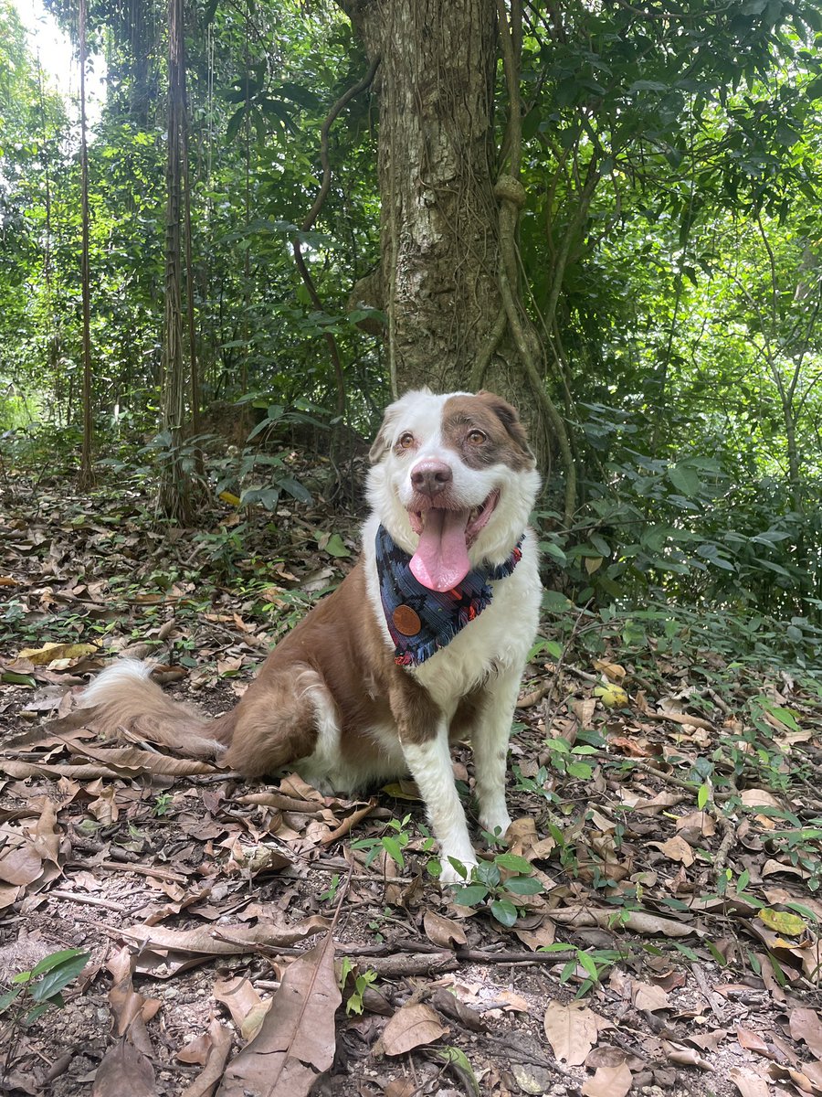 A wrap up for #tongueouttueday and #wontlookwednesday 😋🙈🐾🍃
🐶🦋🕸️🍃🐾🌳🌞
#tonguesout #dogsofX #TongueTuesday  #Dogslover #optoutside #dogs #dog #hikingwithdogs #DiaMundialDelPerro