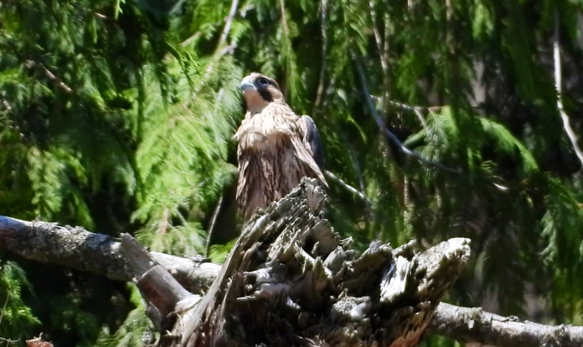 pnwkate's tweet image. Young peregrine falcon - recently fledged - exploring his world 💚 BC 🇨🇦