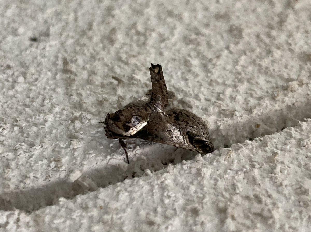 0GvLChJ7oJS93Tw's tweet image. #蛾 #リュウキュウキノカワガ ??
250723、F県F市、知人宅マンション、エレベーター前の天井に、凄くカッコいい翅を持つ蛾さんがいました。でもここ、8階だよ? 蛾は凄い