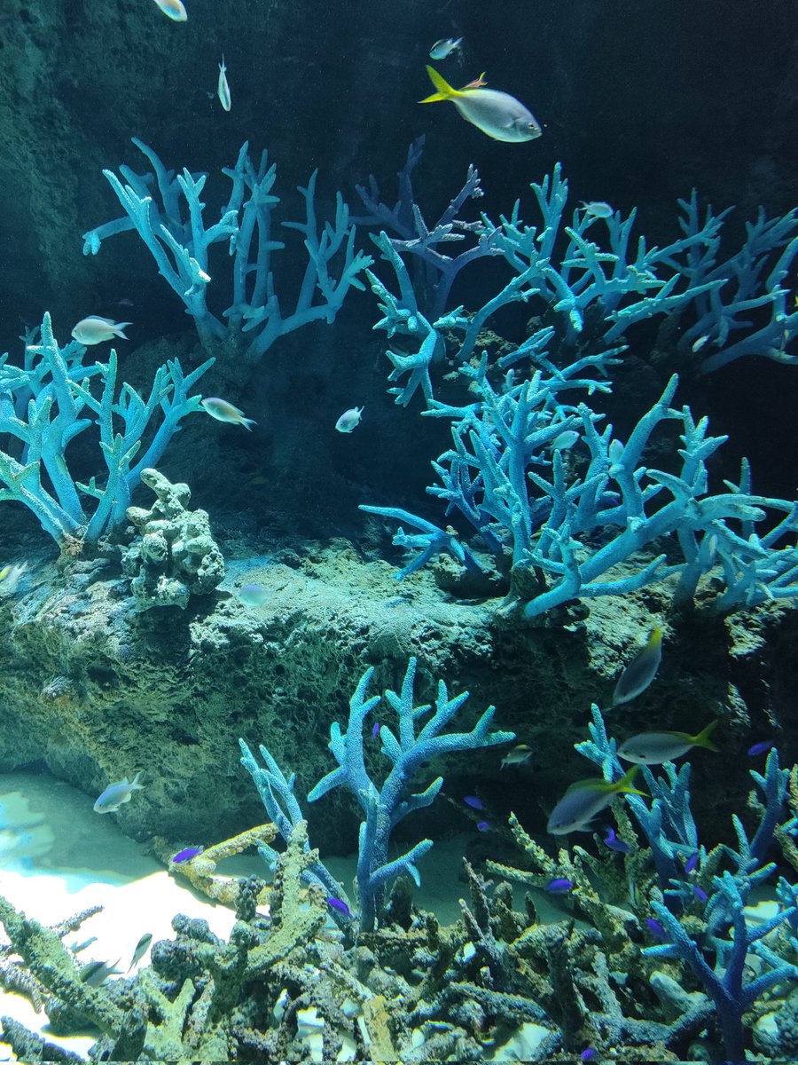 初めて水族館に来たネッコ