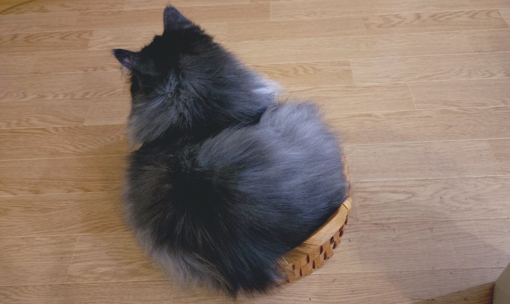 nasetu_info's tweet image. 猫タルト。

#ノルウェージャンフォレストキャット
#スイスイ翠蓮 #猫