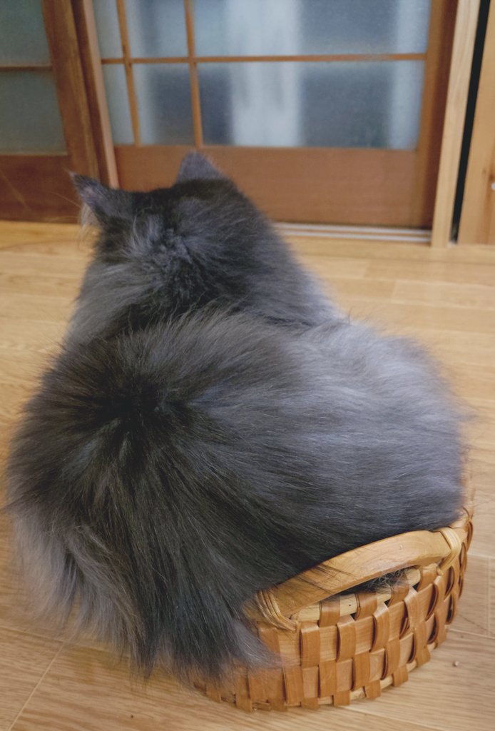 nasetu_info's tweet image. 猫タルト。

#ノルウェージャンフォレストキャット
#スイスイ翠蓮 #猫