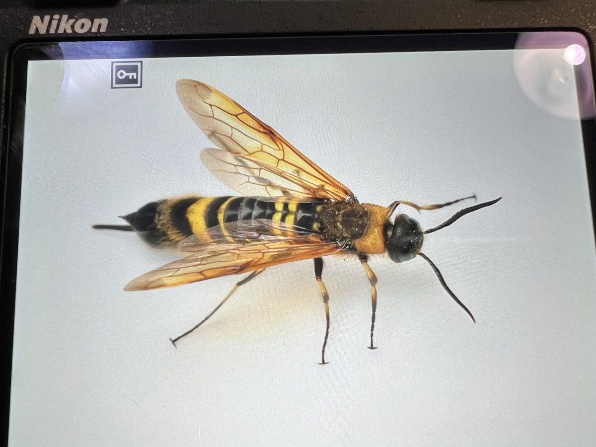 DMPNHL's tweet image. 昨年見たけれど確保しなかったキバチ。確保を頼まれていたので気にしていたところ、約1年ぶりに再会を果たしました。クモの巣にグルグル巻きにされていた死骸も回収。