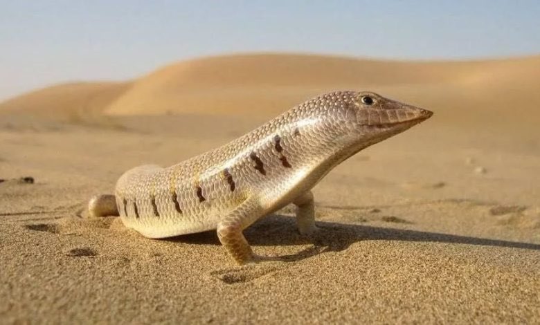_snowflake_____'s tweet image. این کیوتی اسمش سقنقوره 🦎
بهش واقعا سقنقور نمیخوره :)) مموشی گوگولی بگولی چیزی..