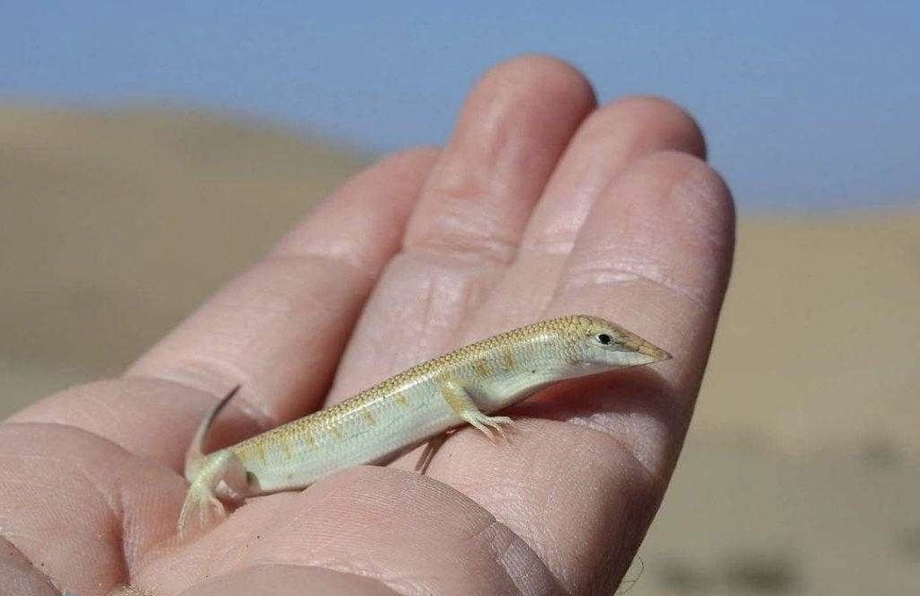 _snowflake_____'s tweet image. این کیوتی اسمش سقنقوره 🦎
بهش واقعا سقنقور نمیخوره :)) مموشی گوگولی بگولی چیزی..