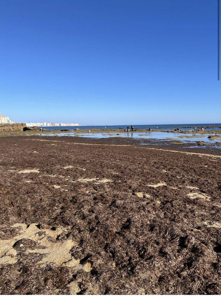 Carolina (@carolinamateo4) on Twitter photo Sin quitarle importancia a lo sucia que está la ciudad, que eso ya es vergonzoso.. ¿ Es normal como está La Caleta ?
La playa más bonita, la más turística.. ¿ Es normal el estado en el que está ?
<a href="/Cadiz_es/">Ayuntamiento de Cádiz</a> Sin quitarle importancia a lo sucia que está la ciudad, que eso ya es vergonzoso.. ¿ Es normal como está La Caleta ?
La playa más bonita, la más turística.. ¿ Es normal el estado en el que está ?
<a href="/Cadiz_es/">Ayuntamiento de Cádiz</a>
