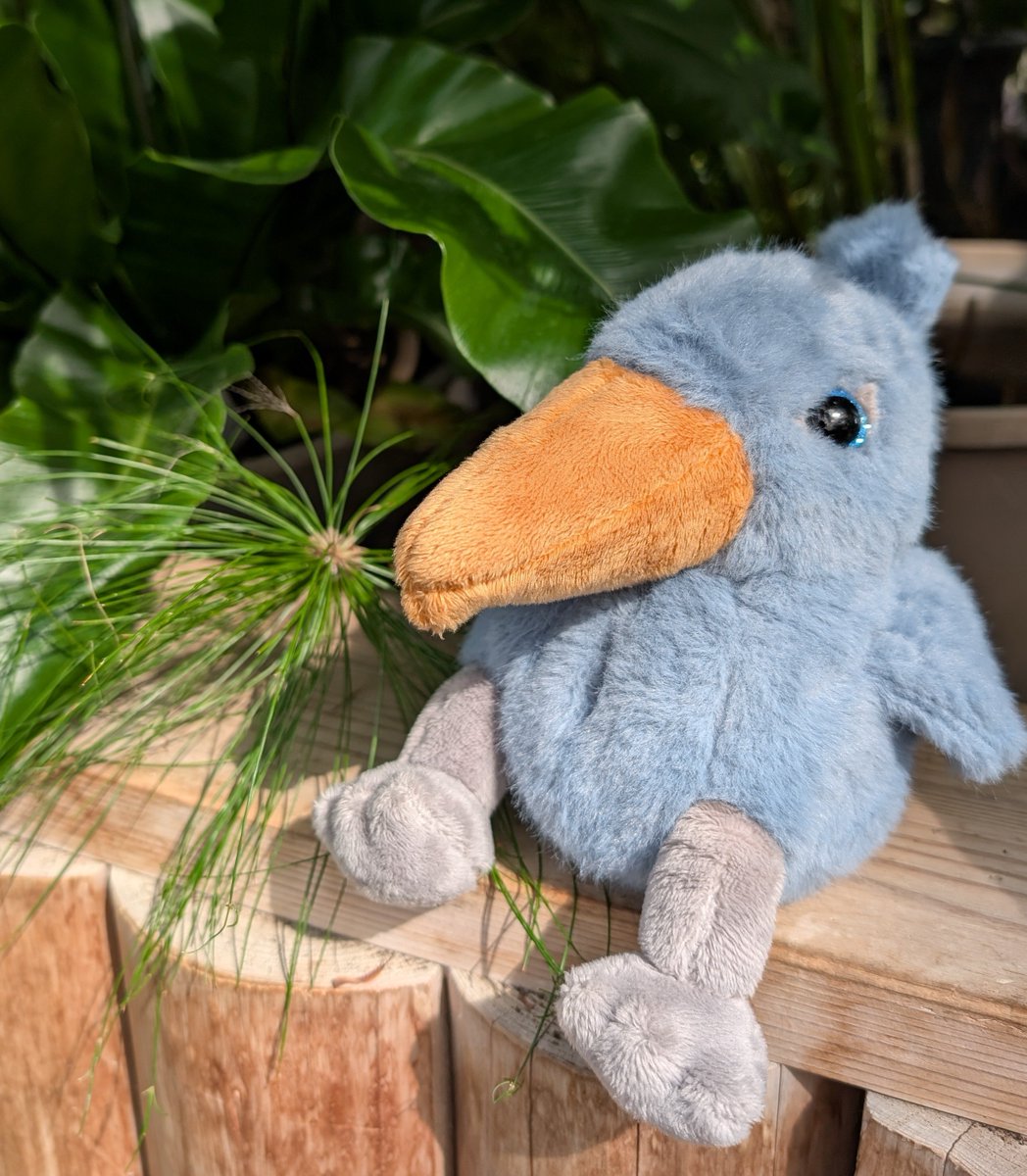 kobe_netshop's tweet image. 本日は「dream ハシビロコウぬいぐるみ」をご紹介❗
キラキラと輝くつぶらな瞳がとってもキュートなハシビロコウのぬいぐるみ🧸
フワフワで柔らかな手触りなのでずっとなでていたくなります😍
ちょこんと座る姿も見ているだけで癒されますね✨
kobe-oukoku.raku-uru.jp/item-detail/18…