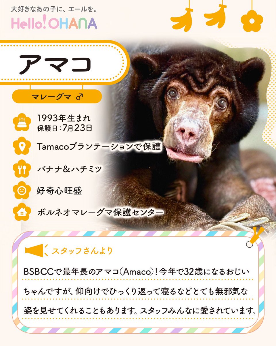 helloohana_'s tweet image. 本日は今年32歳を迎える
アマコさんの「保護日」です🐻🍯🌼
BSBCC最年長の偉大なおじいちゃん✨
無邪気な姿でスタッフの
皆さまに可愛がられる存在です☺️🍵🍀
高齢のため動きはゆっくりですが
エンリッチメントも体験していますよ🪵🎶
アマコさんへ溢れ返るほどのLOVEを❣️
app.helloohana.co.jp/animals/amaco/