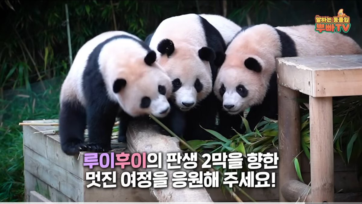 koookbao's tweet photo. 아이바오, 그동안 고생많았어
우리 아루후 힘든 시간이 길지 않으면 좋겠다 https://t.co/VRb8icJxnB