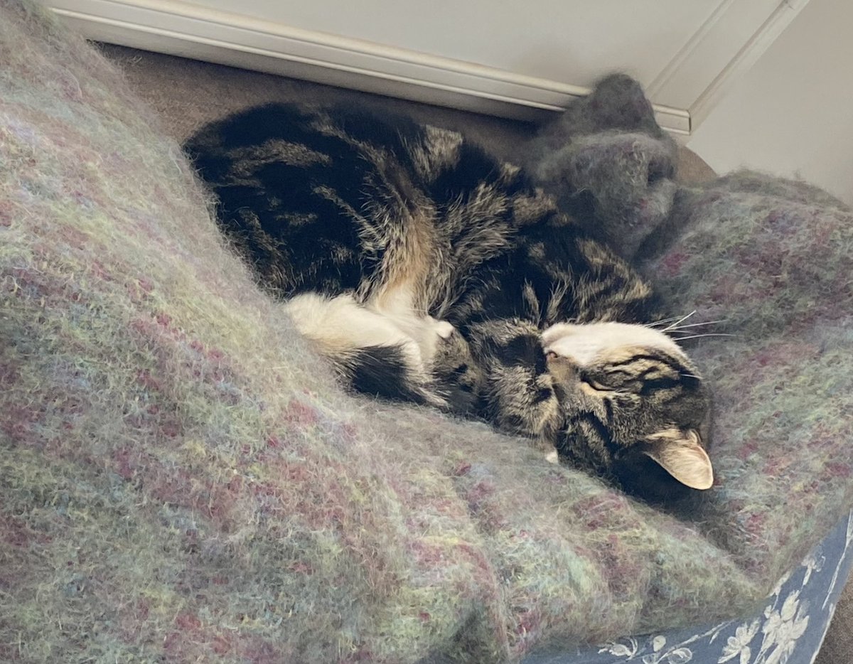 GetsPuppy's tweet image. With Molly on couch rest and the throw it toys packed away it’s been very quiet here. Catching up on my sleep #RosieTheCat