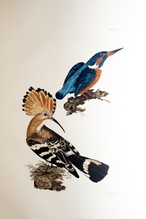 ZSLLibrary's tweet image. Prideaux John Selby was born #OTD in 1788. In his "Illustrations of British ornithology", publ. 1833, the birds are depicted life size. There are two volumes, one for land birds and another for water birds. Here are just a couple of examples, including the now extinct great auk.