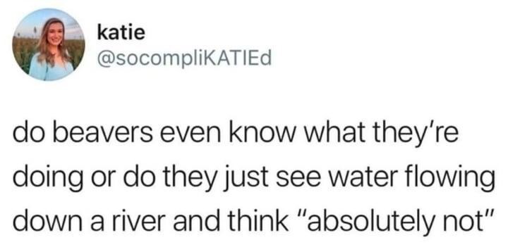 ObviousRises's tweet image. beavers are like white women when they see a functional white western society free of diversity