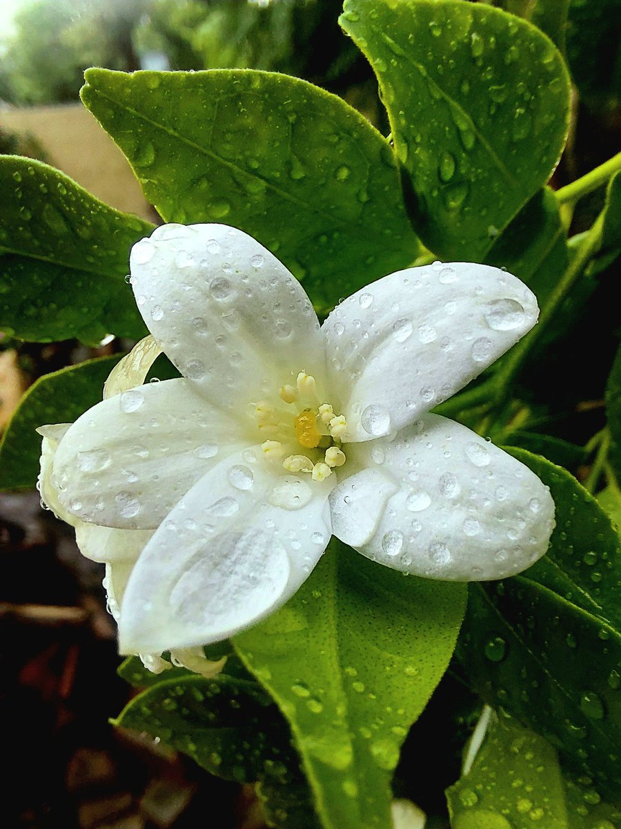 5aab4ever's tweet photo. Orange Jasmine Flower Under Raindrops ..... Madhukamini in Monsoon
Flore Pleno Flower šø
@Snapdragon
#Whiteflower #photooftheday #instabest #instaflower #environe #mygardentoday #VIRALPOST #instaviral #greenary #art #plant #fashion #gardenlove #macrophoto #Raindrops https://t.co/x4Utrj4hs6