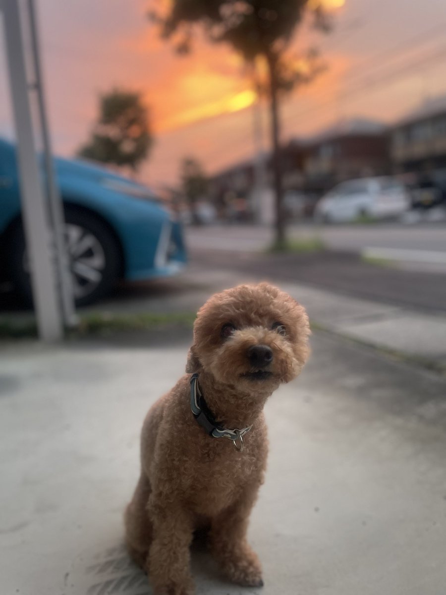 ただいま🎵

ココと夏の夕陽