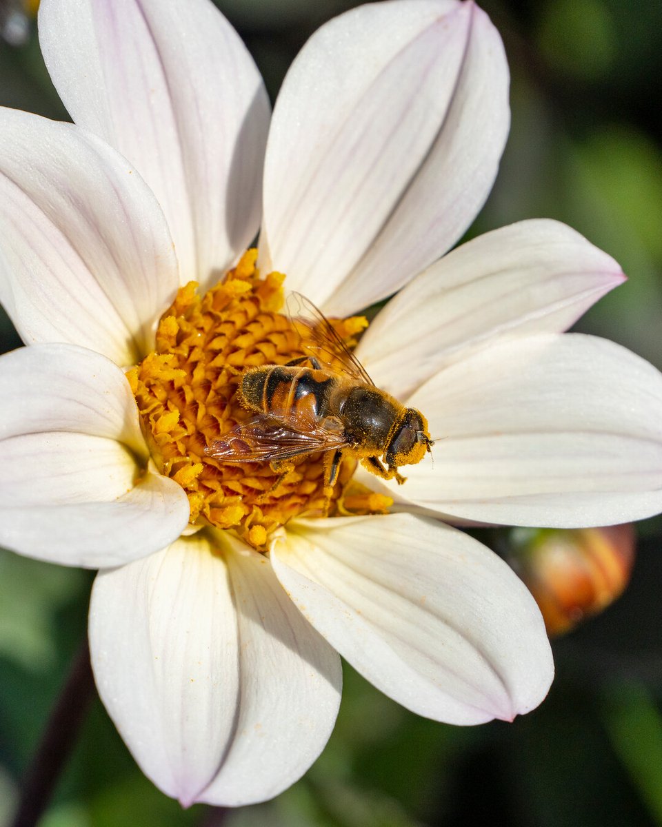 Summer flower bulbs are champions at producing lots of flowers and supplying nectar and pollen. im.nu/d6Md2p  #summergarden #flowerbulbs #flowerbulbsmakeyoubloom