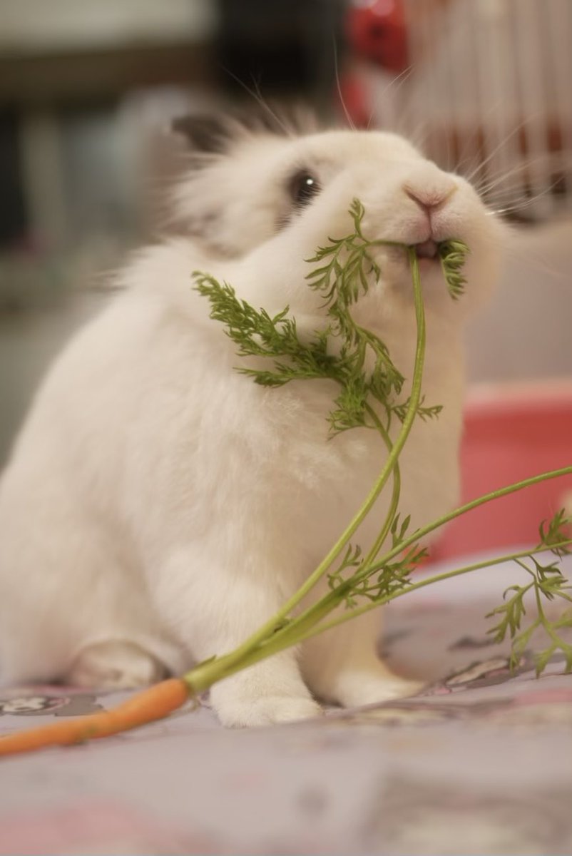 lapuchobimama's tweet image. にこにこ🥕