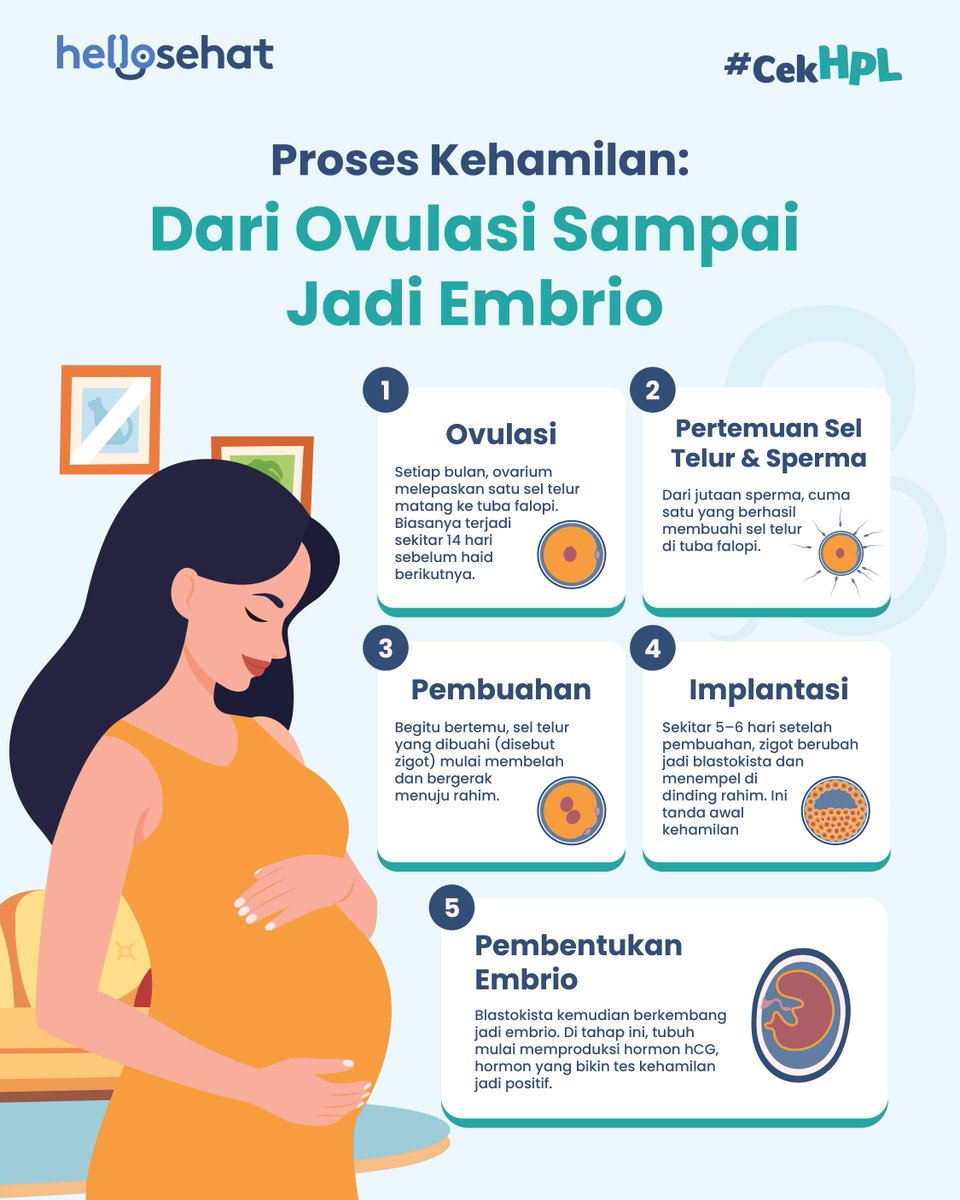 HelloSehat's tweet image. Mulai dari ovulasi, pertemuan sel telur dan sperma, hingga pembentukan embrio, semua proses ini bisa terjadi dalam hitungan hari, Moms! Kira-kira, si Kecil bakal lahir kapan ya? 

Cek perkiraannya dengan Kalkulator HPL di bio. 🔗👶