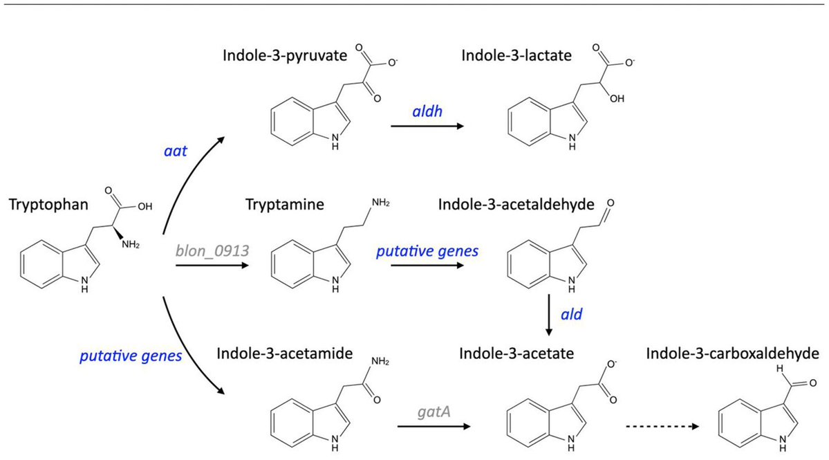 MicrobialBiote1's tweet image. GUT HEALTH _One Health: Bifidobacterium infantis converts tryptophan into beneficial indole derivatives (ILA, IAA, ICA), with yields boosted by higher substrate levels. This highlights its key role in gut health via metabolic modulation. doi.org/10.1111/1751-7…