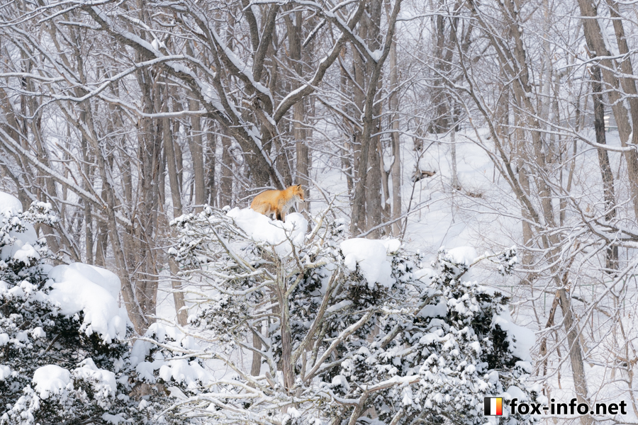 fox_info_net's tweet image. 夏は雪キツネを見て暑さを凌ぐ🦊❄
 #北きつね牧場 fox-info.net/fox-photo/arch…