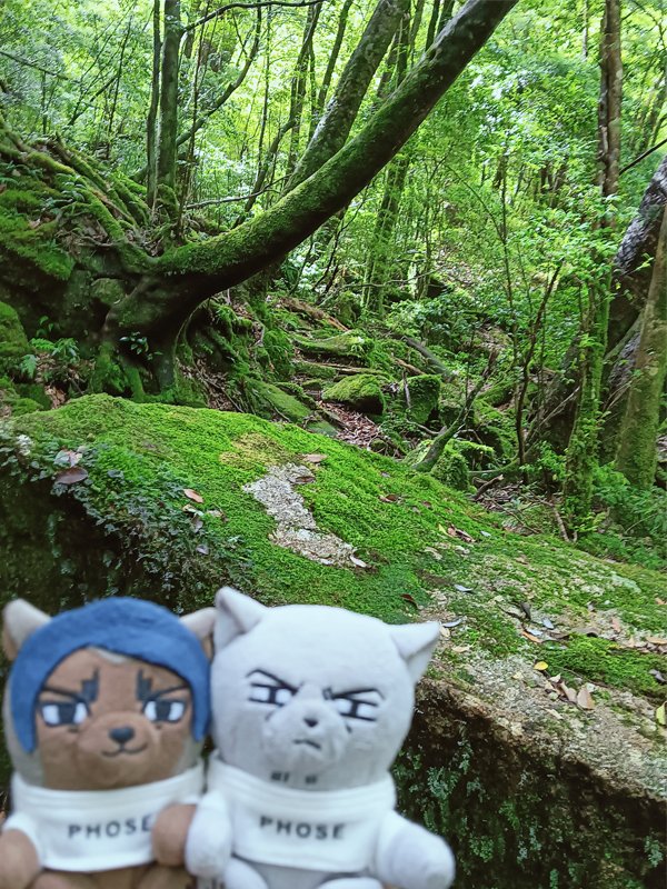 nui_and_photo's tweet image. 白谷雲水峡に来た鯉月ふぉぜ

深い緑がきれいだね🌳