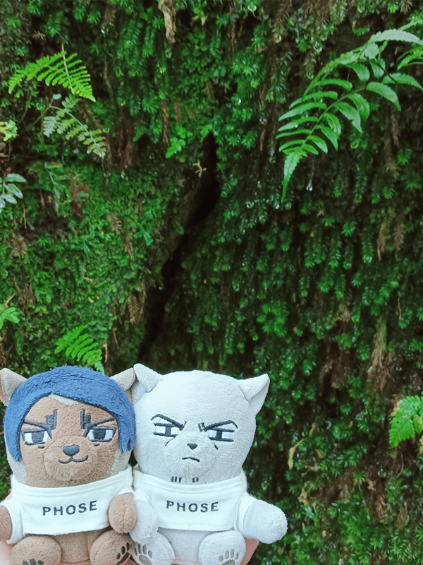 nui_and_photo's tweet image. 白谷雲水峡に来た鯉月ふぉぜ

深い緑がきれいだね🌳