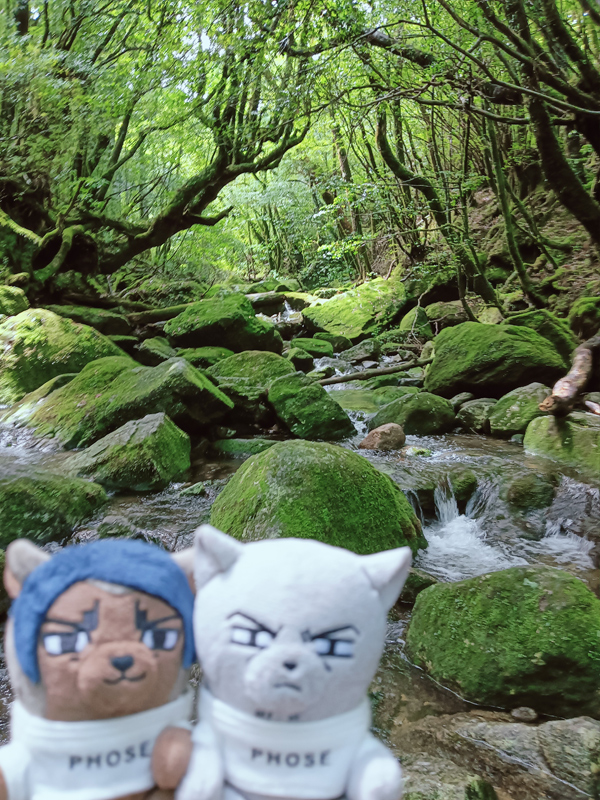 nui_and_photo's tweet image. 白谷雲水峡に来た鯉月ふぉぜ

深い緑がきれいだね🌳