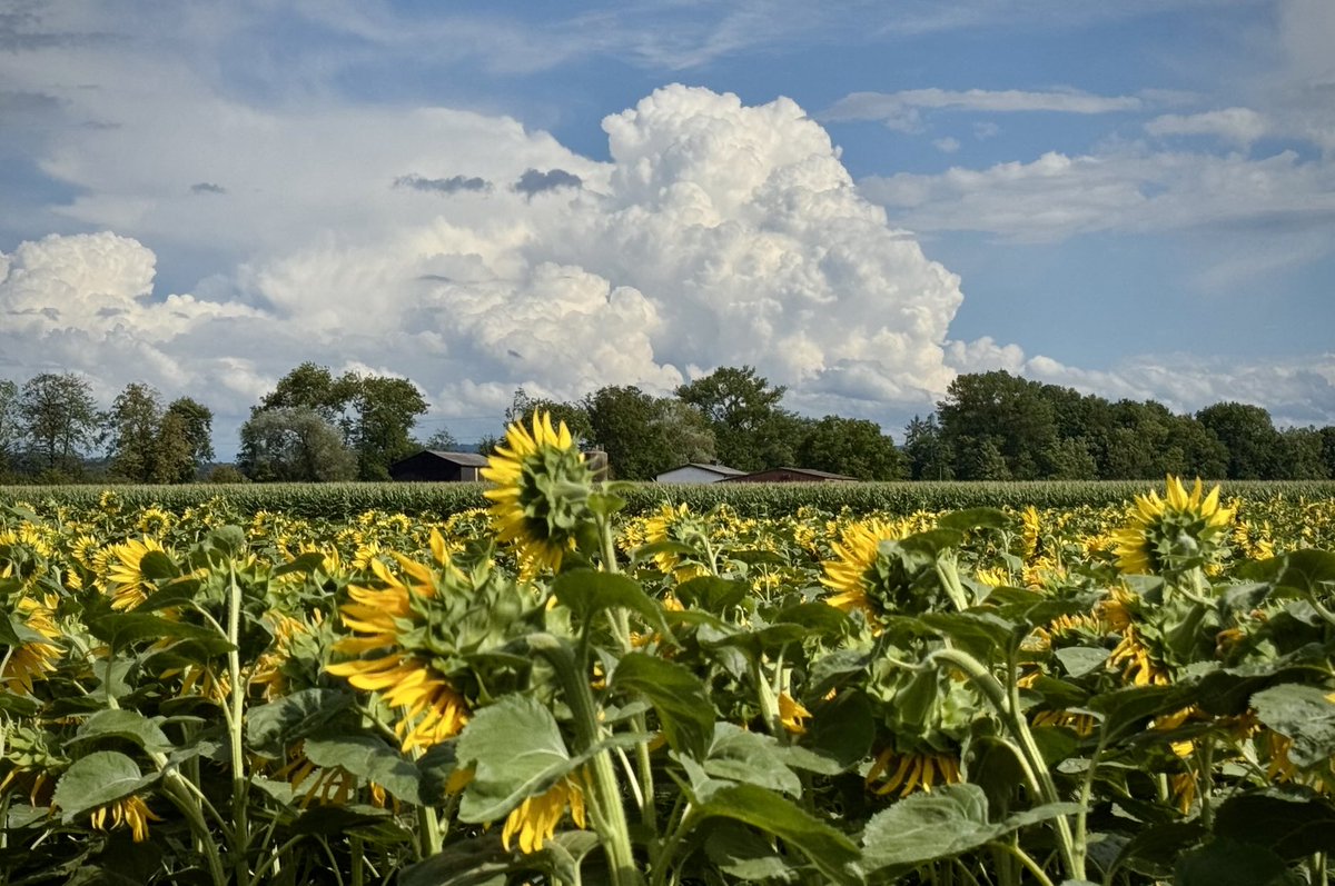 Admiring the clouds  #Landscapephotography #Switzerland