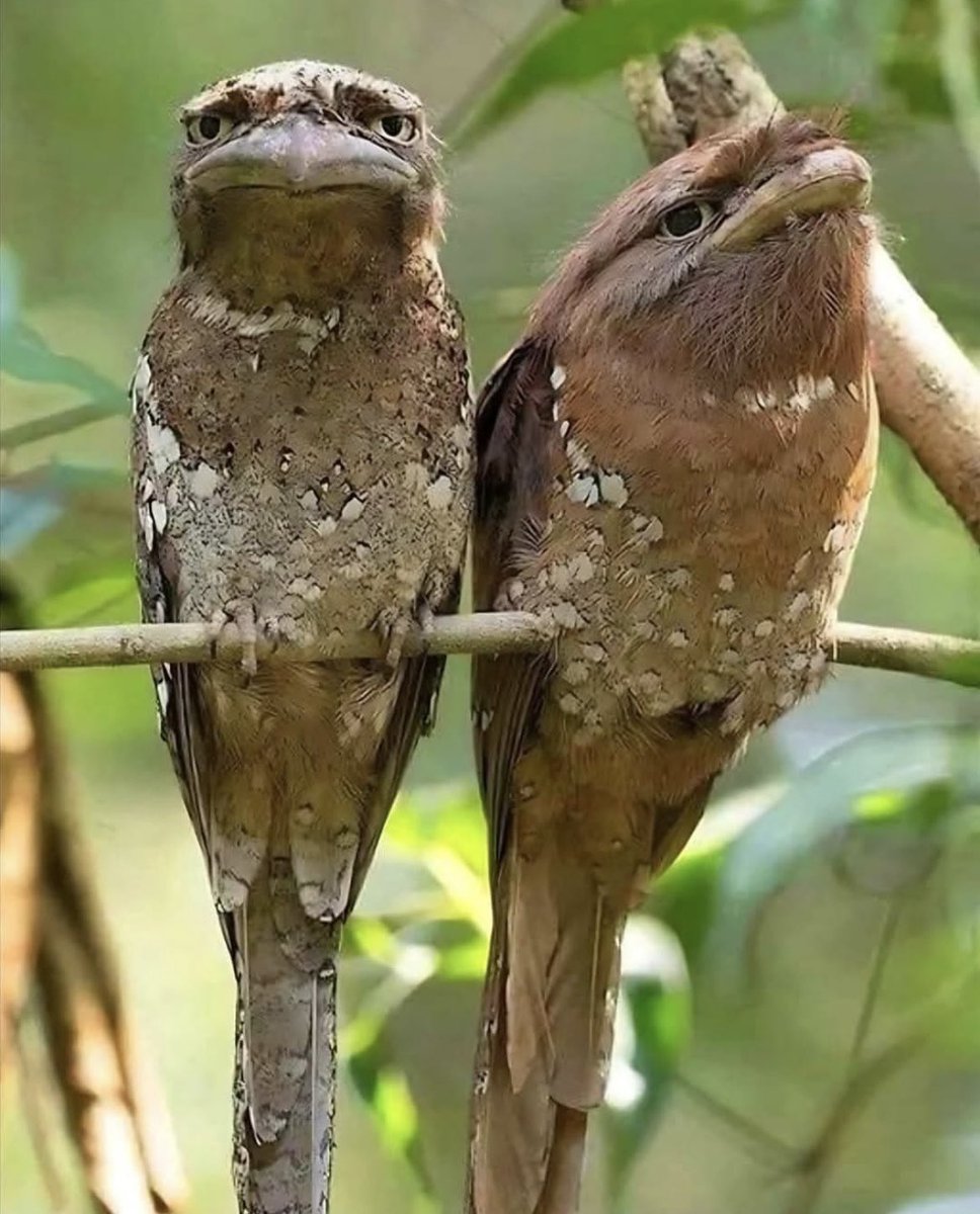 DosChecko's tweet image. I don’t know a lot about birds.. but I can tell which bird is @FakoX_FC …
Loss for field
Lost for Club House
No where to be found at the nightclub
@BXFC_
#BXFCvFXFC