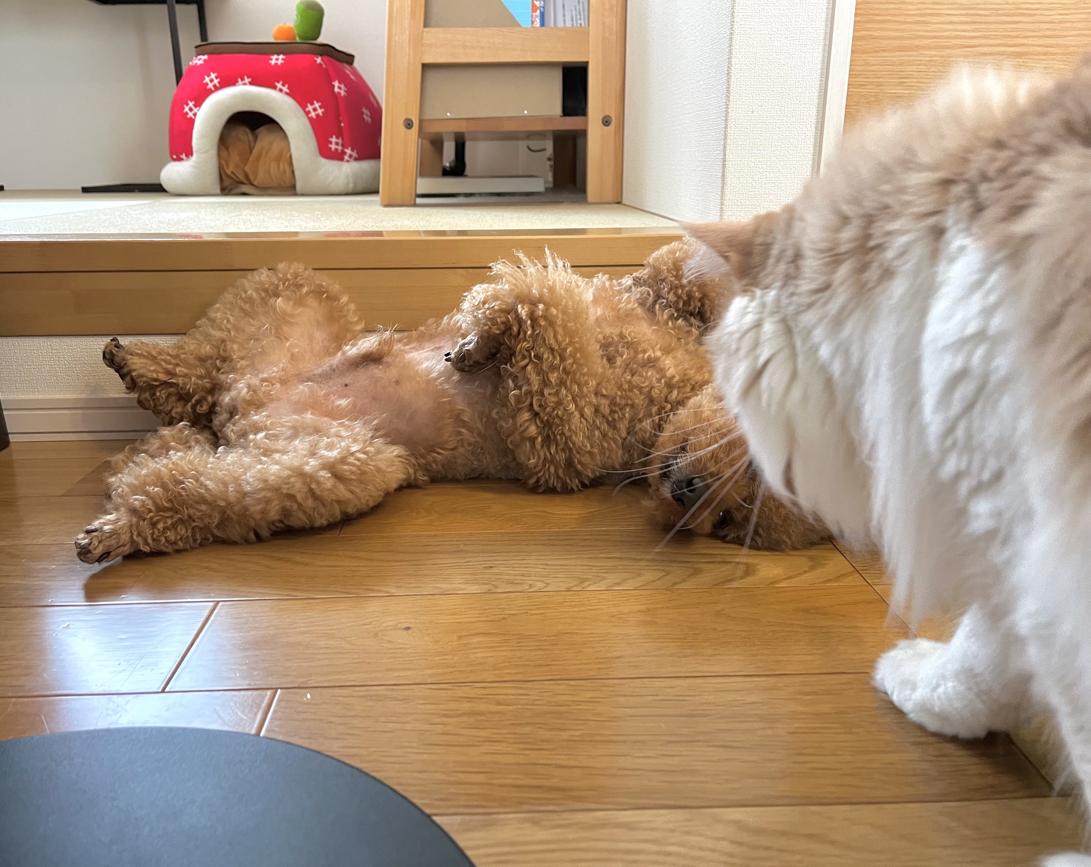 kinaです。トイプーちゃん トイプードルPoochin🌱とミヌエットKiki (@IW29WOXYx9SJanR) / X