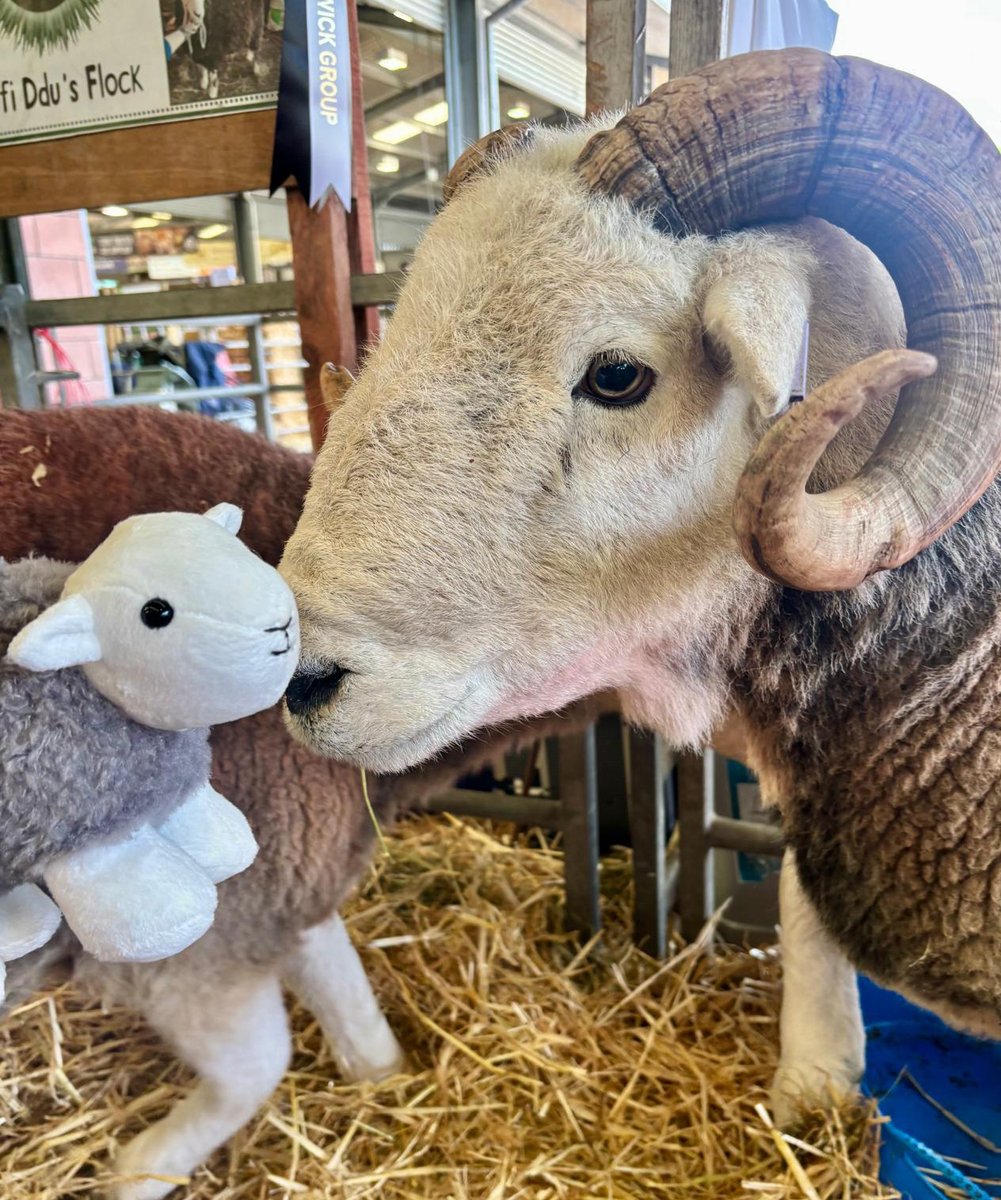 Herdy (@herdyuk) on Twitter photo It's our final day at the Royal Welsh Show! ๐ด๓ ง๓ ข๓ ท๓ ฌ๓ ณ๓ ฟ
Little Herdy has been out and about meeting some new friends - here he is hanging out with the very handsome Rio. ๐
Pop along and say hello, weโll be on stand 039-GH
#royalweshshow <a href="/royalwelshshow/">Royal Welsh Agricultural Society</a> #Herdy #LittleHerdy #Herdwick It's our final day at the Royal Welsh Show! ๐ด๓ ง๓ ข๓ ท๓ ฌ๓ ณ๓ ฟ
Little Herdy has been out and about meeting some new friends - here he is hanging out with the very handsome Rio. ๐
Pop along and say hello, weโll be on stand 039-GH
#royalweshshow <a href="/royalwelshshow/">Royal Welsh Agricultural Society</a> #Herdy #LittleHerdy #Herdwick