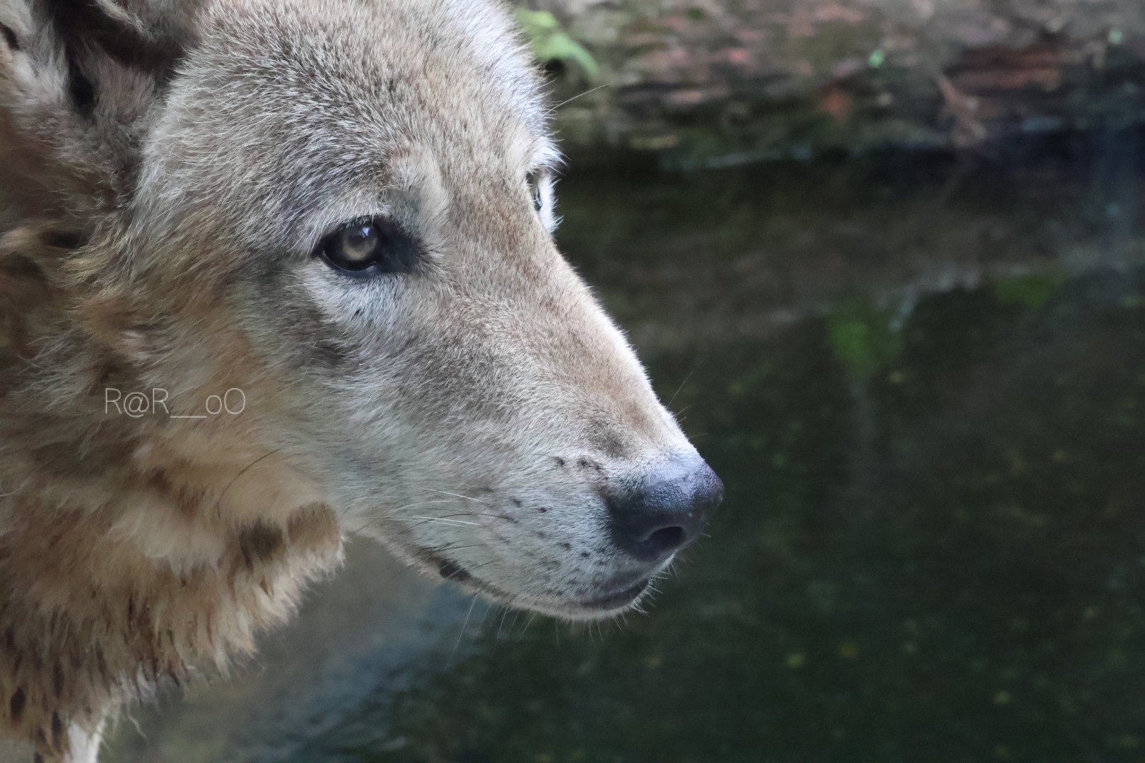 ※オオカミ※ オオカミ SPIRIT OF THE WILD | トッド・K・フラー, 幸島 司郎