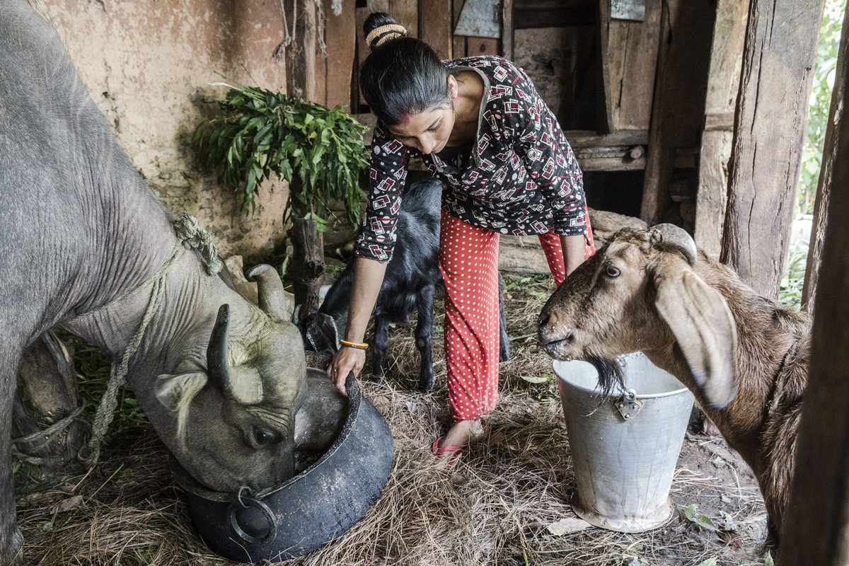FAOclimate's tweet image. In 🇳🇵Nepal, agricultural & livestock officers are being trained to turn climate policy into action.
Through the FAO–UNDP #SCALAprogramme, they’re gaining practical, inclusive skills to build climate-resilient farming systems: bitly.cx/idUAI
@IKI_germany @FAONepal