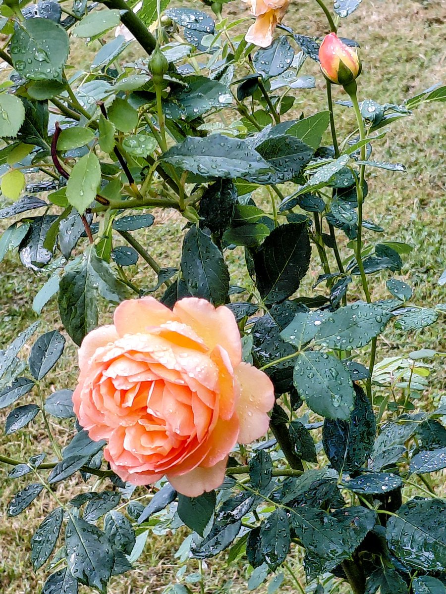 nicolatobias's tweet image. Raindrops on roses seen on my walk this morning #RoseWednesday #cemetery #Wednesdayfeeling