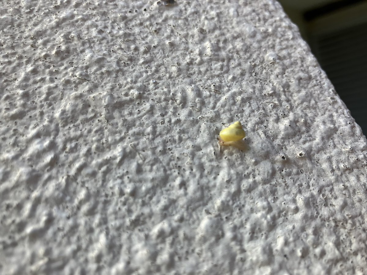 【園内小さい生き物】
たまたま見かけた #アオミオカタニシ の幼貝🐌
カタツムリは昆虫に間違えられやすいですが、実は貝の仲間です🐚（やまと）

#ネオパーク