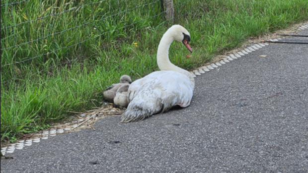 Zwaan gewond en hulpeloos: dierenambulance schiet te hulp -  kliknieuwsveghel.nl/l/239358