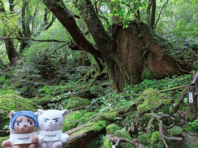 nui_and_photo's tweet image. 白谷雲水峡の苔むす森

大きな杉と記念撮影する鯉月ふぉぜ☺