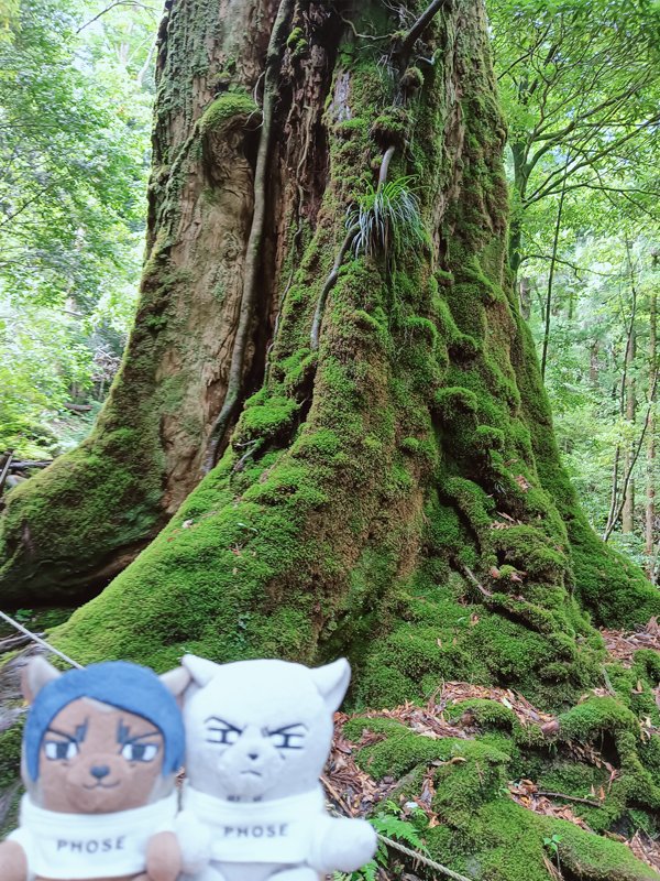 nui_and_photo's tweet image. 白谷雲水峡の苔むす森

大きな杉と記念撮影する鯉月ふぉぜ☺