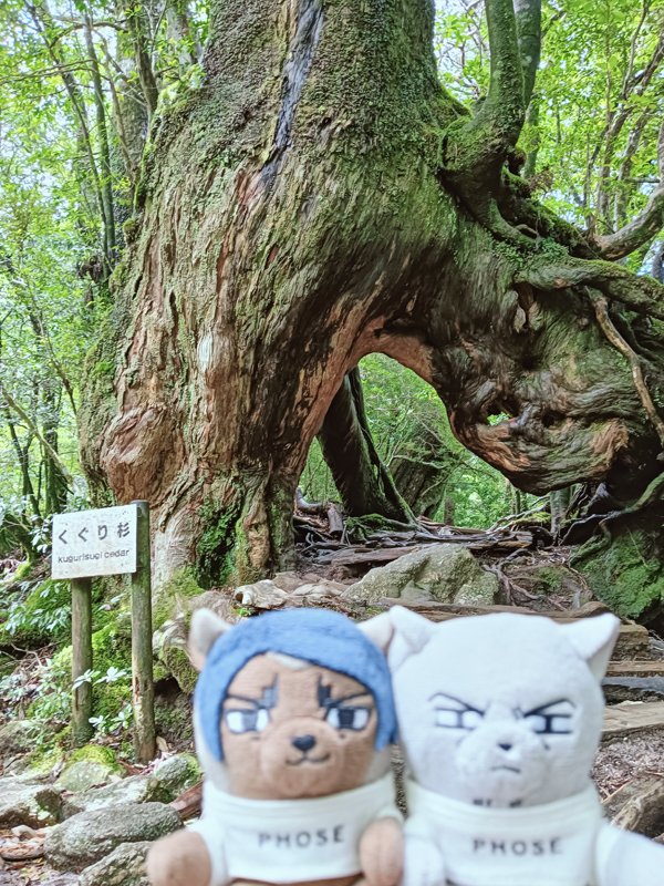 nui_and_photo's tweet image. 白谷雲水峡の苔むす森

大きな杉と記念撮影する鯉月ふぉぜ☺