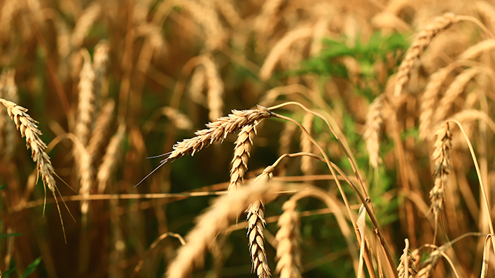 wto's tweet image. Canada contributes CAD 250,000 for food, animal and plant health standards #STDF #WTOsps dlvr.it/TM45NP
