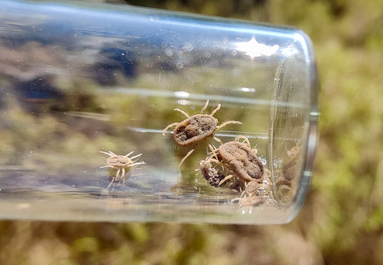 Swinewebcom's tweet image. Texas A&M Scientists Crack the Genome of a Soft Tick – A Potential Win for Swine Health: swineweb.com/latest-swine-n…