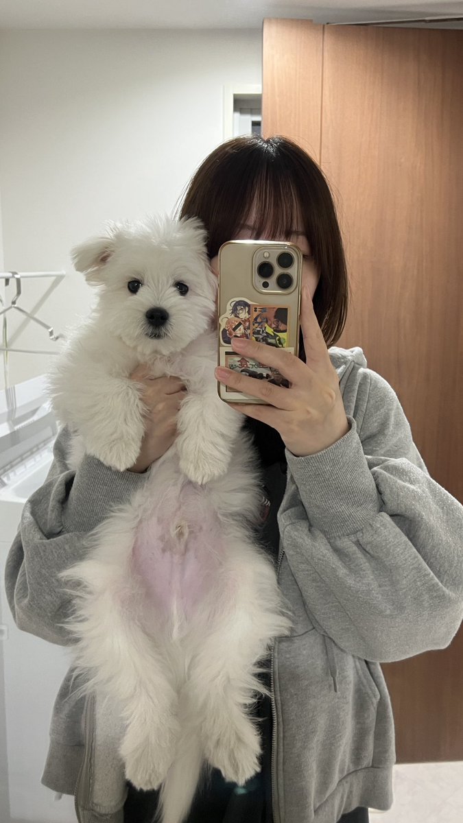 _kinarinari's tweet image. ←2.3kg                   犬の成長                  4.7kg→