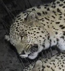 امیرِ خالی tweet media