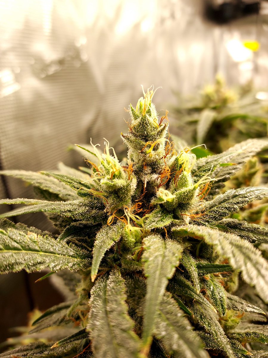 IrieGenetics's tweet photo. Afterglow (Clemente X Arise) 
Funky Orange Candy Terps and Huge Harvests! Feminized Seeds available at https://t.co/JDjdWEDMRA #iriegenetics https://t.co/PonK5gtwkt