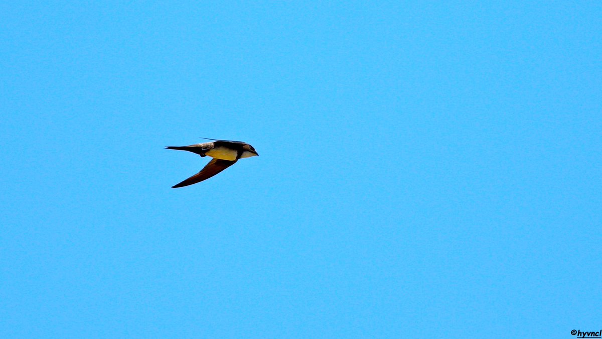 OzgunSozuer's tweet photo. https://t.co/eDwZwuxtdd
Alpine Swift | Tachymarptis melba | AK KARINLI EBABİL
#alpineswift #tachymarptismelba #16x9_birds #pajareo #birdsofX #wildlifephotography #birdspotting #birdyourworld #ThePhotoHour #PintoFotografia #hayvanmanzaraları #animalscape #hangitür #whichspecies https://t.co/LsN32dfkf4