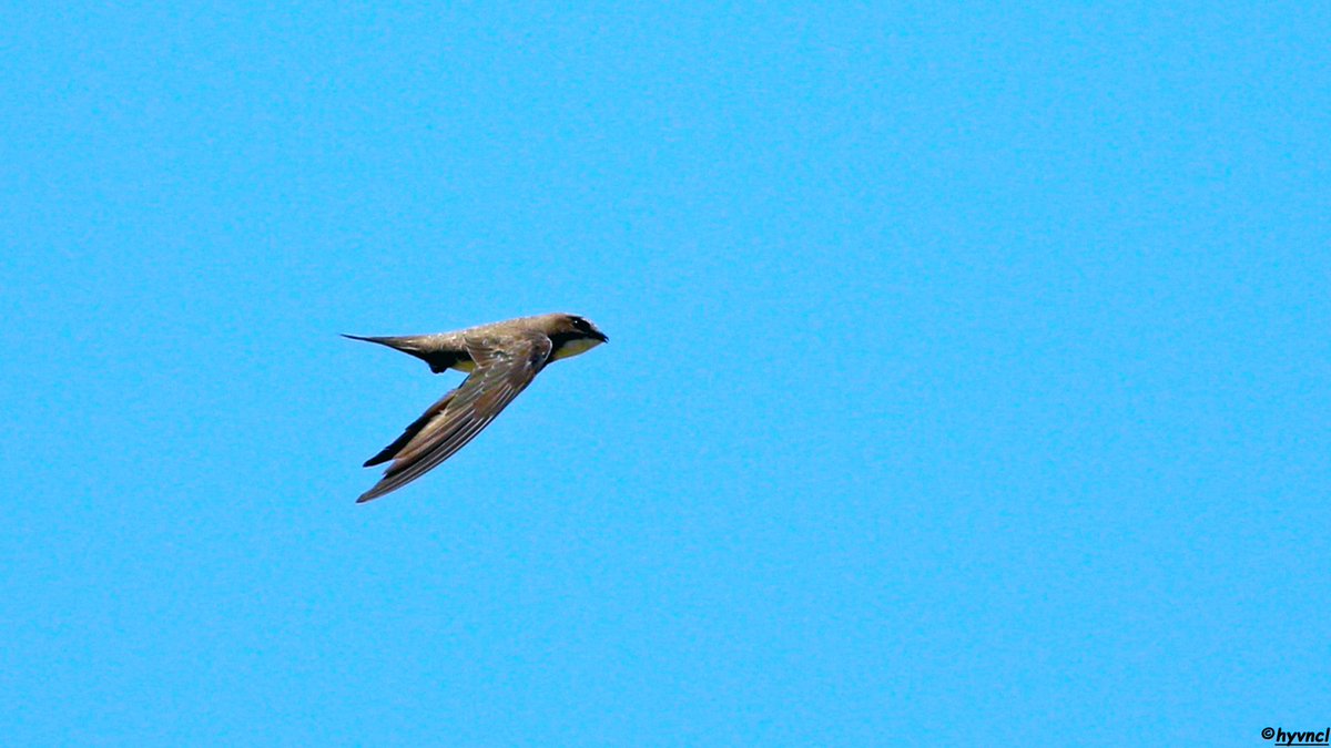 OzgunSozuer's tweet photo. https://t.co/eDwZwuxtdd
Alpine Swift | Tachymarptis melba | AK KARINLI EBABİL
#alpineswift #tachymarptismelba #16x9_birds #pajareo #birdsofX #wildlifephotography #birdspotting #birdyourworld #ThePhotoHour #PintoFotografia #hayvanmanzaraları #animalscape #hangitür #whichspecies https://t.co/LsN32dfkf4